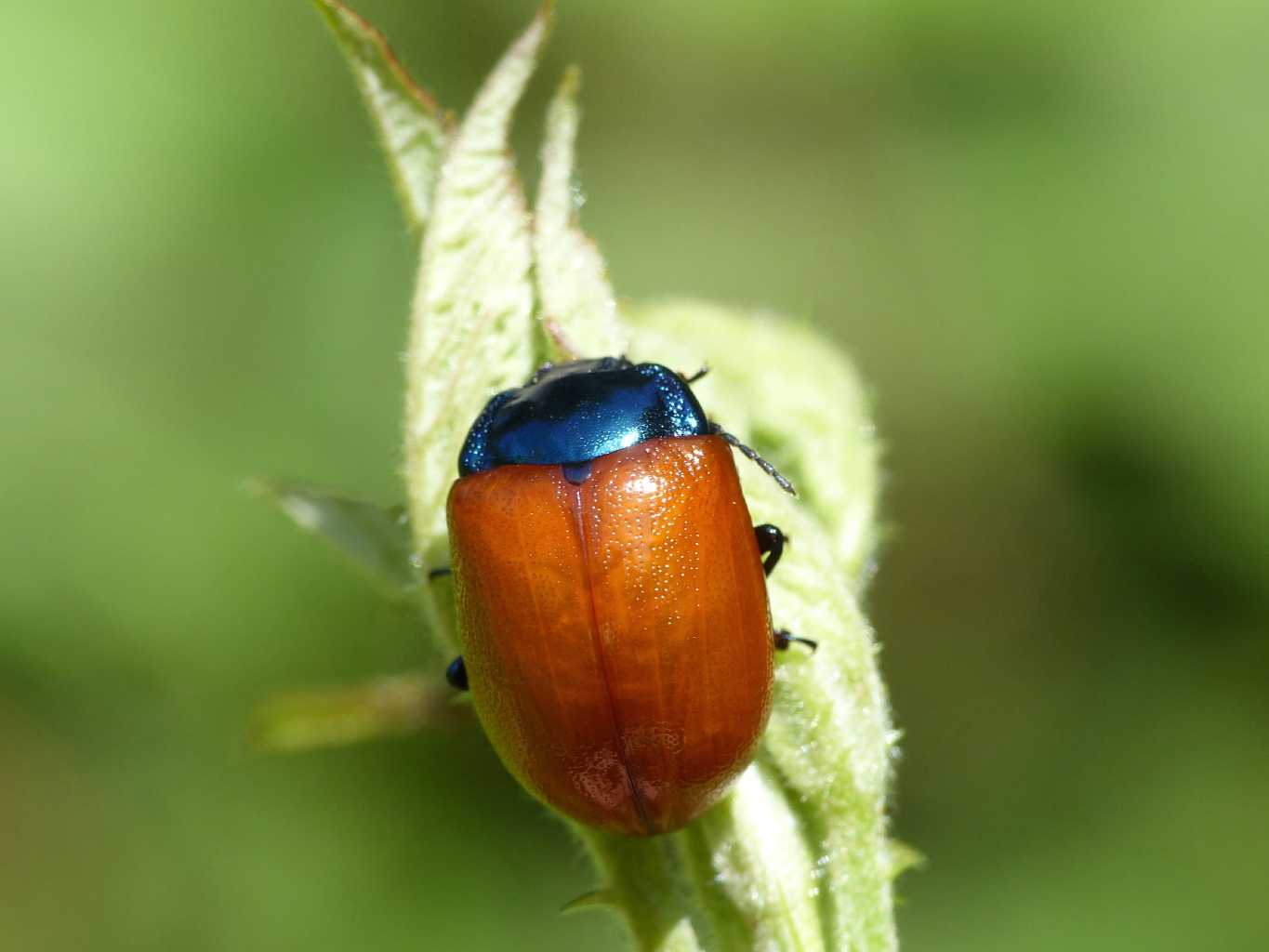 Chrysolina grossa